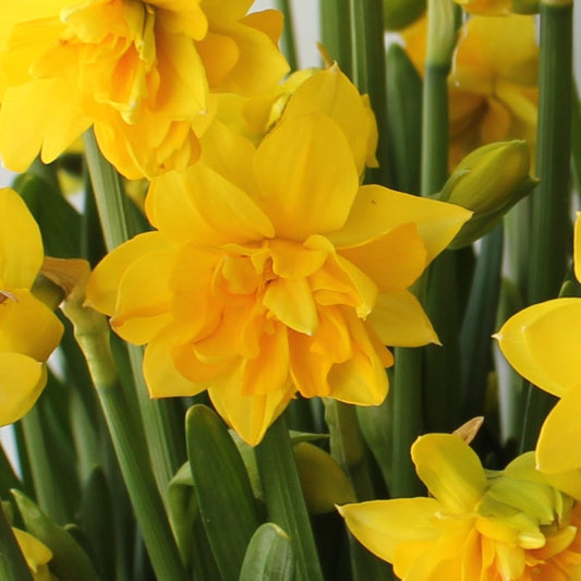 Narcissi Tete Boucle