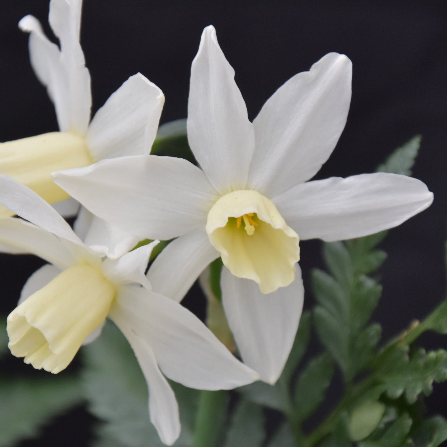 Narcissi Toto