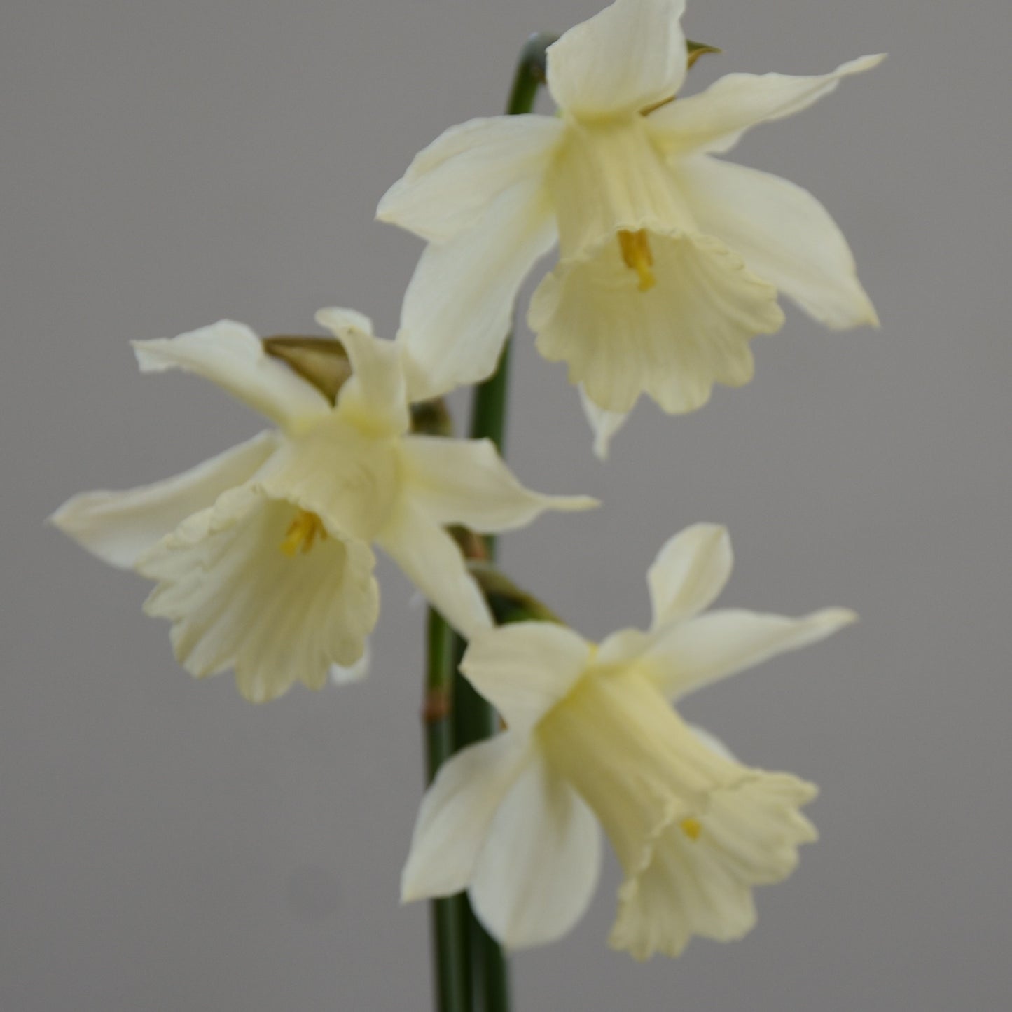 Narcissi W. P. Milner