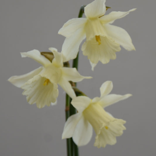 Narcissi W. P. Milner