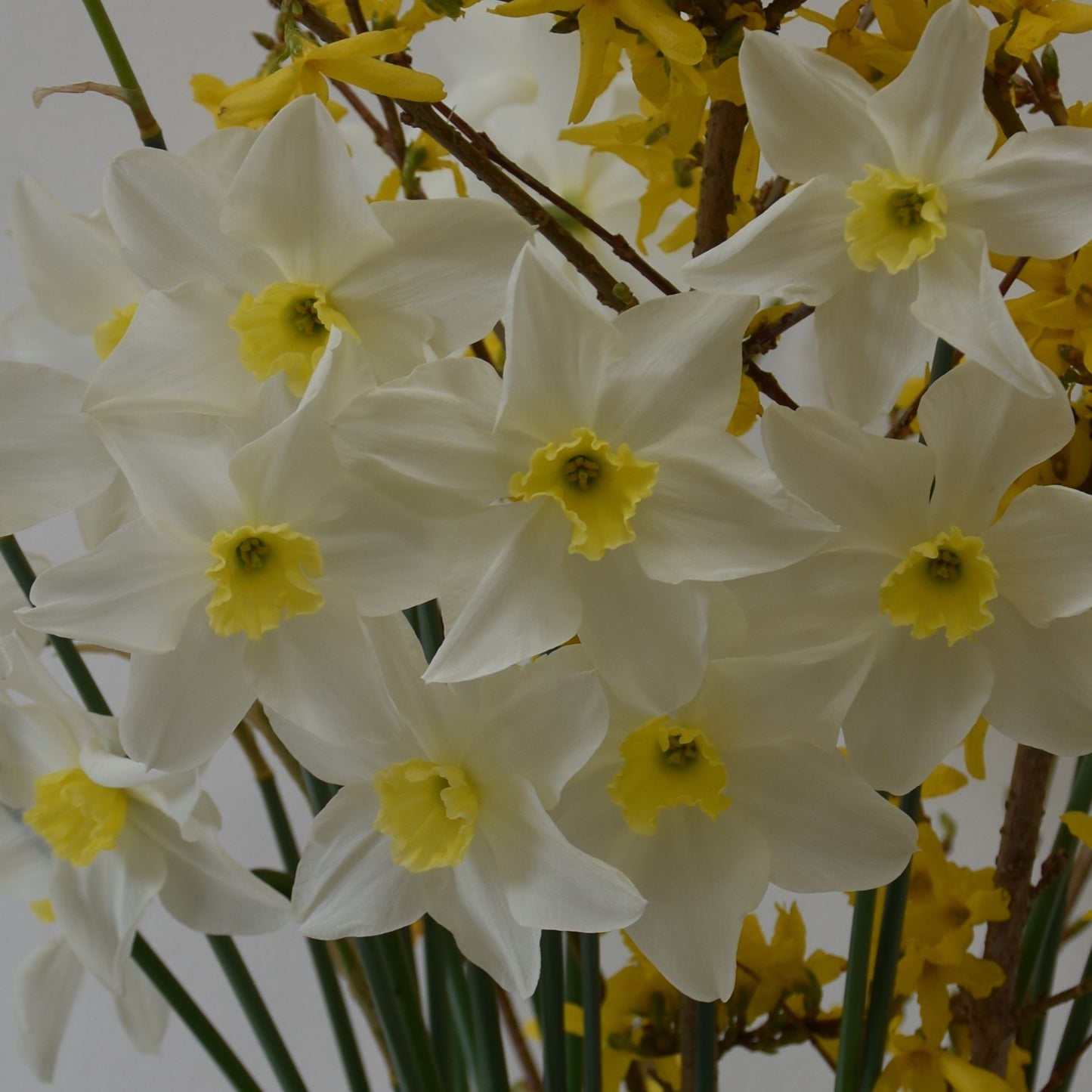 Narcissi White Lady