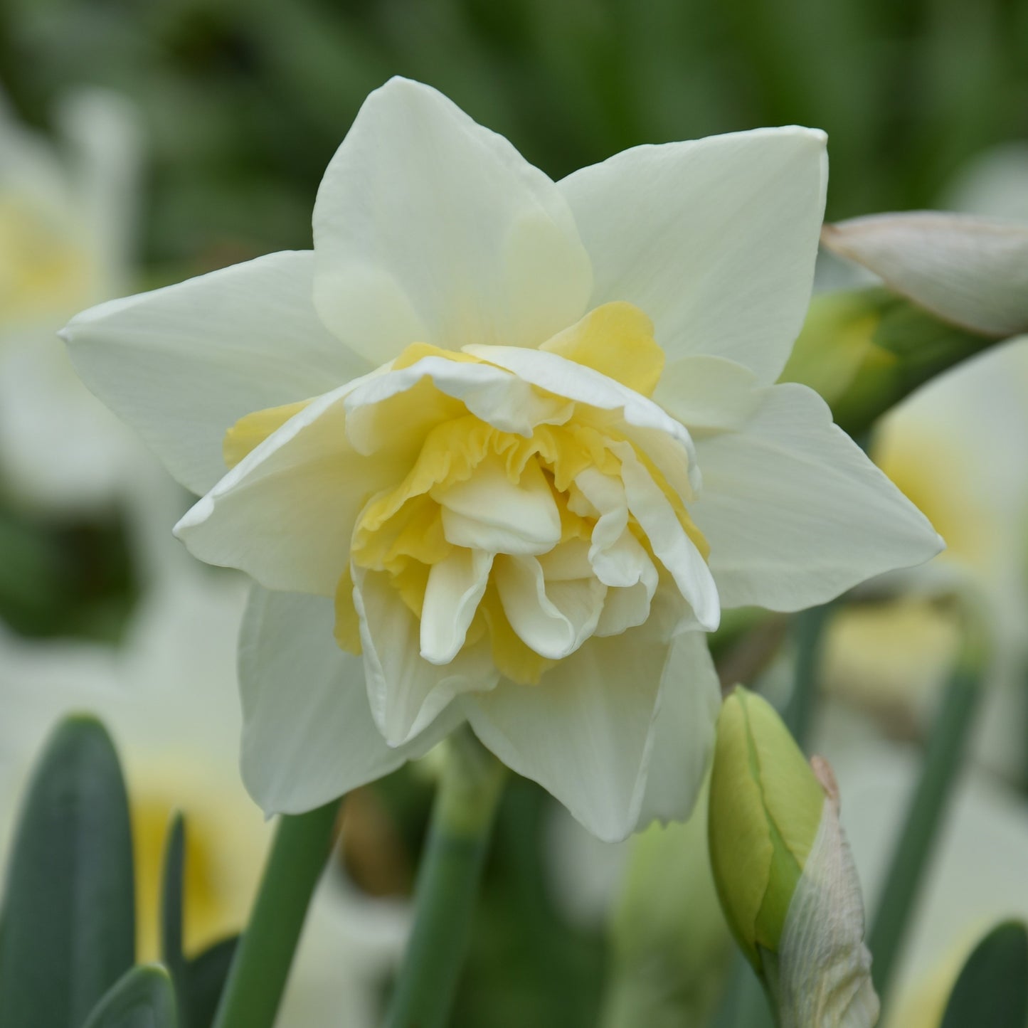 Narcissi White Lion