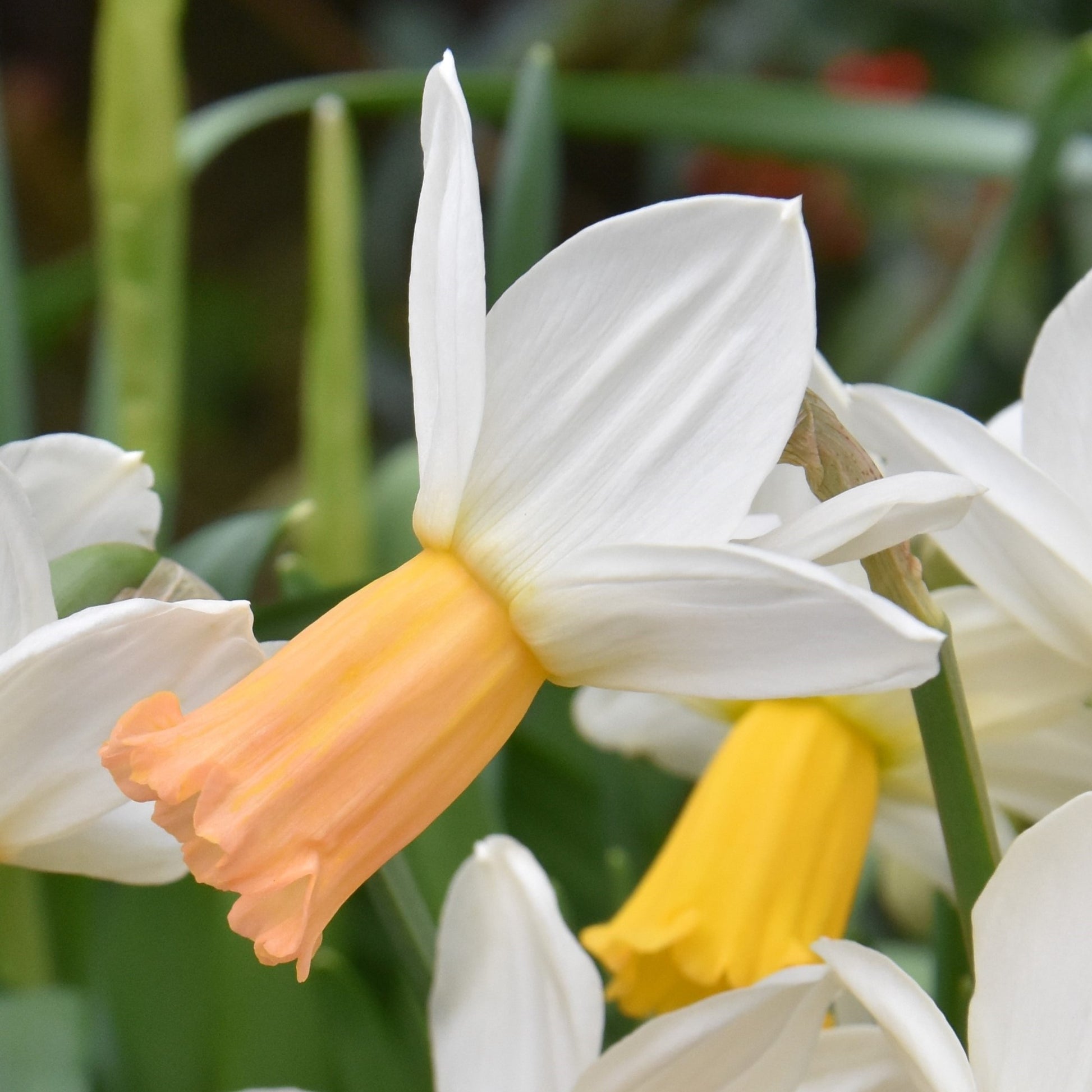 Narcissi Winter Waltz