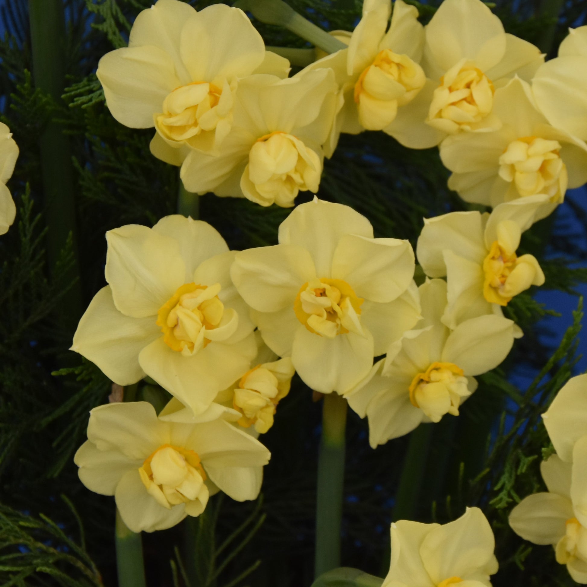 Narcissi Yellow Cheerfulnes