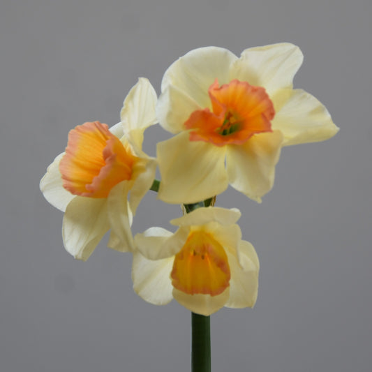 Narcissi Yazz