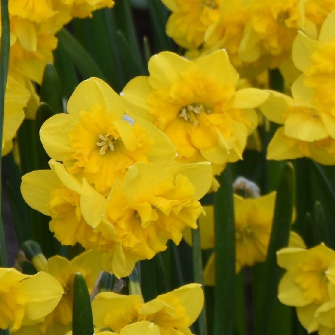 Narcissi Yellow Parrot
