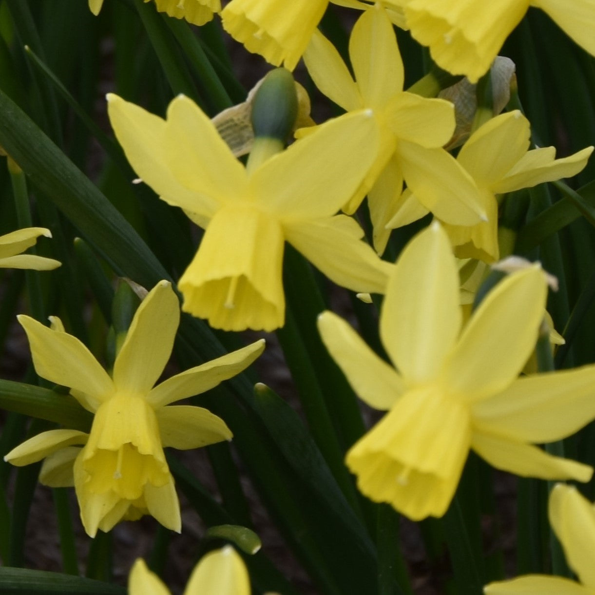 Narcissi Golden Sailboat