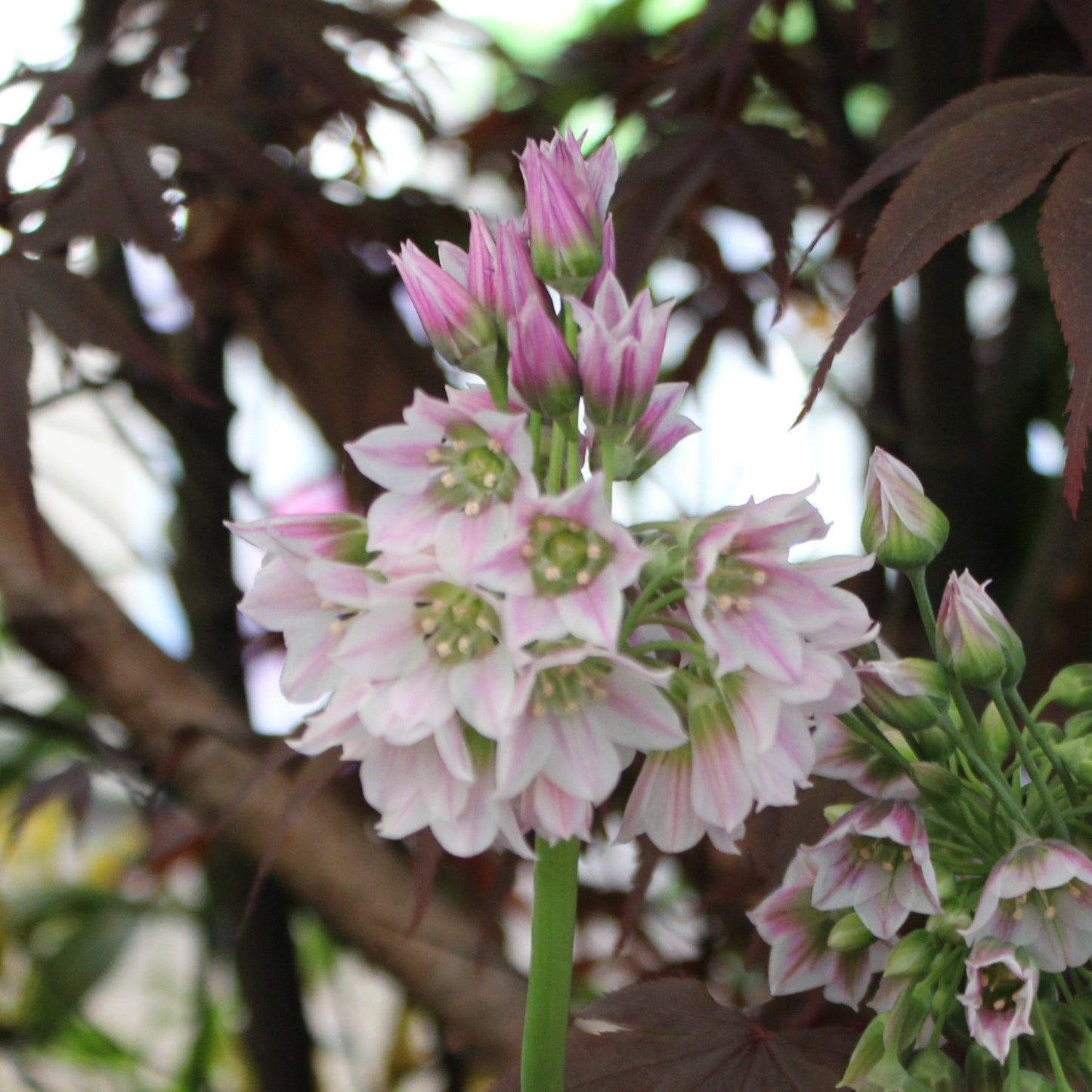 Allium tripedale
