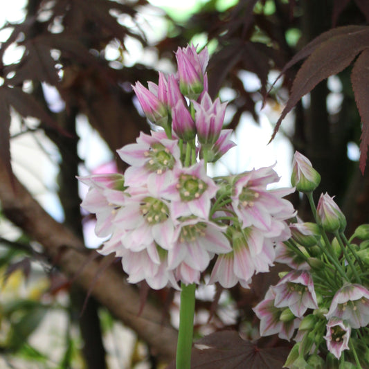 Allium tripedale
