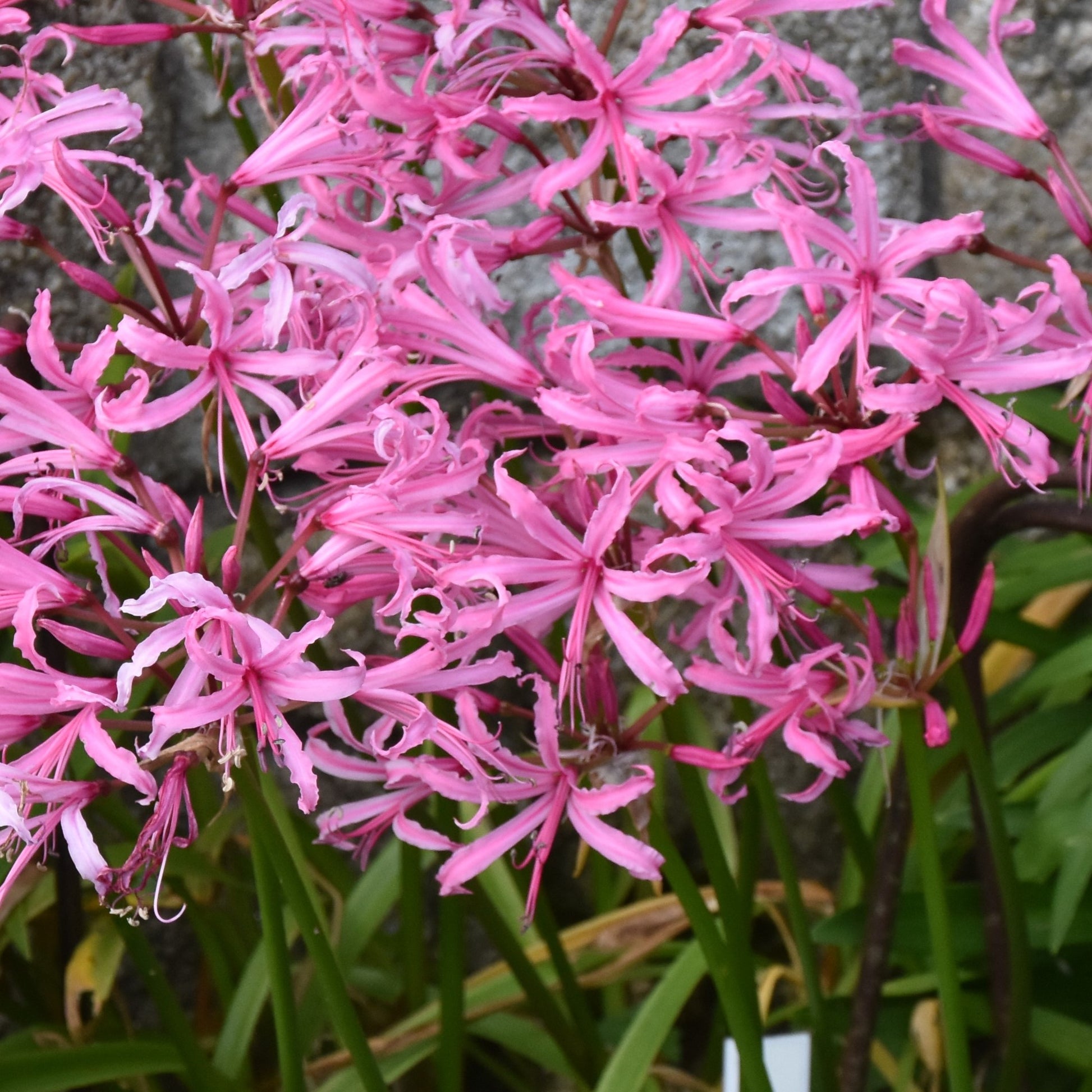 Nerine bowdenii