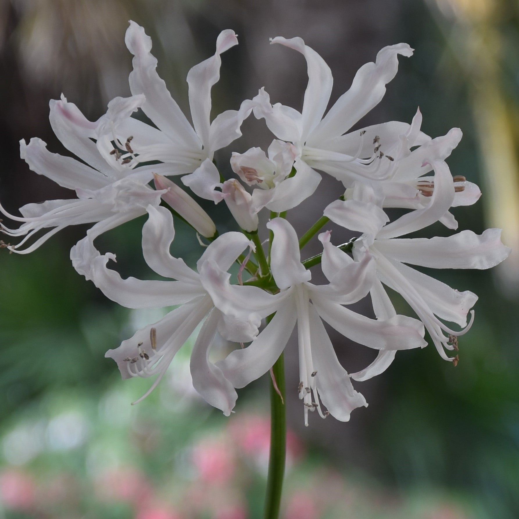 Nerine Kashmir