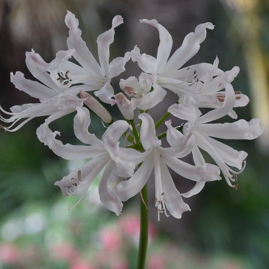 Nerine Kashmir