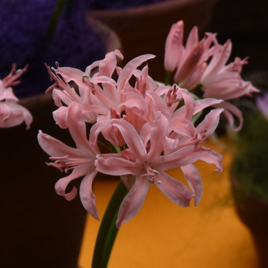 Nerine Pamela