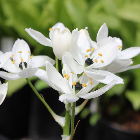 Ornithogalum arabicum