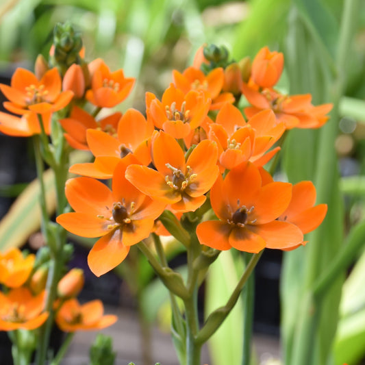Ornithogalum dubium