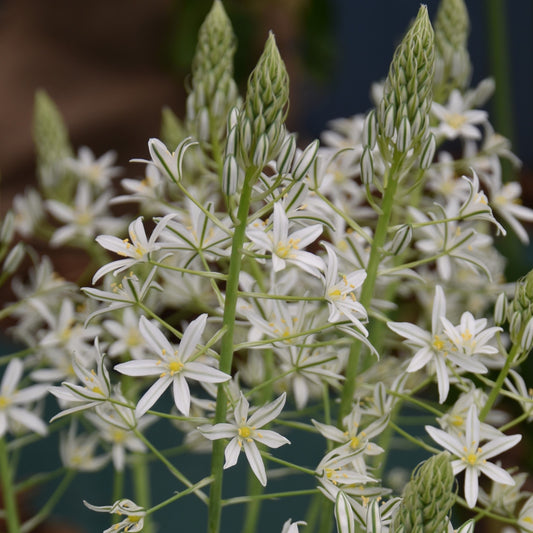 Ornithogalum ponticum 'Sochi'