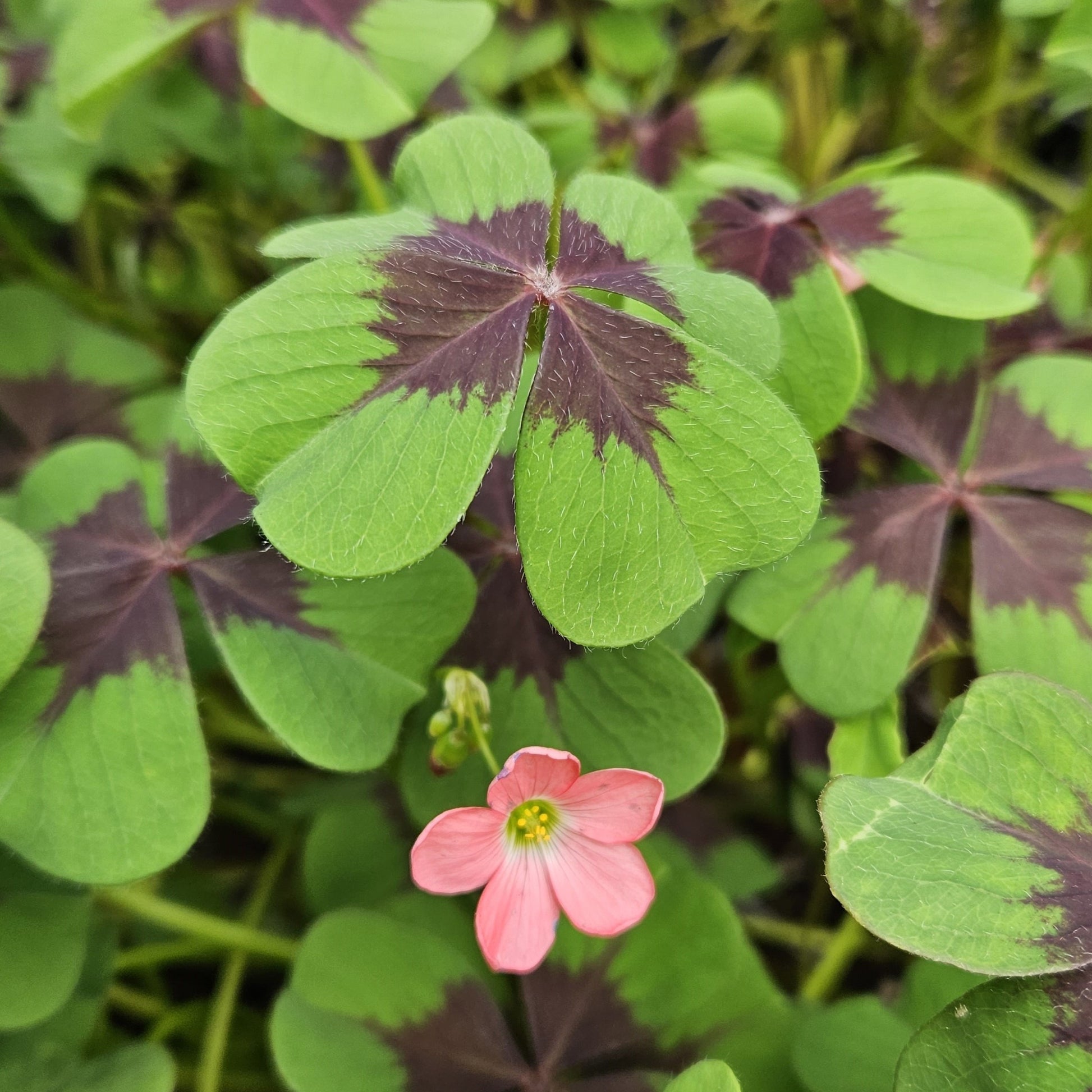 Oxalis deppei 'Iron Cross'
