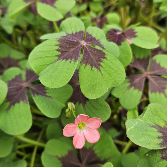 Oxalis deppei 'Iron Cross'