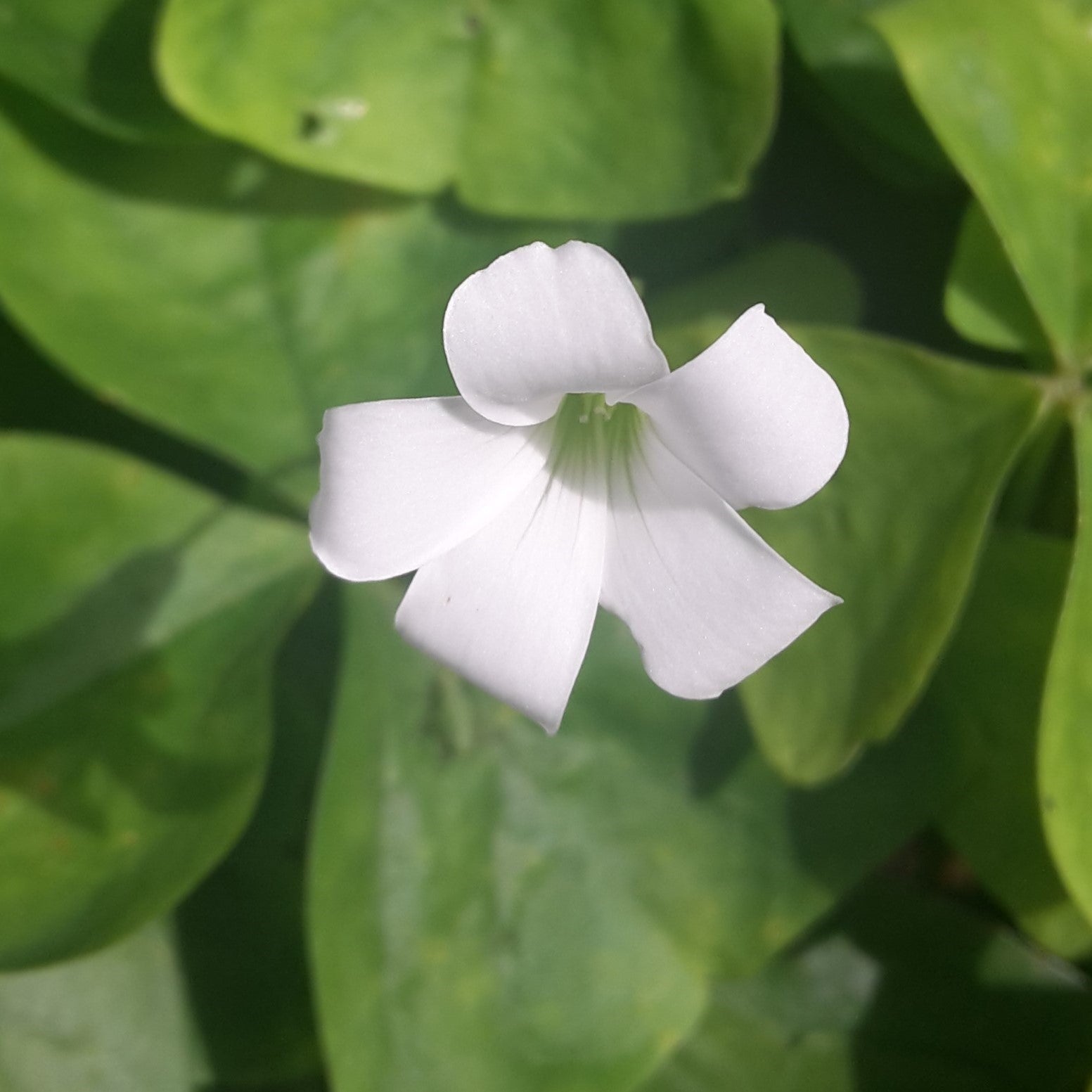 Oxalis triangularis ssp. papilionaceae