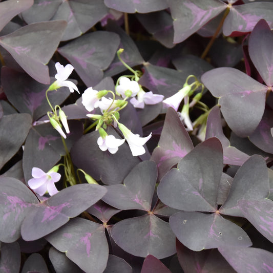 Oxalis triangularis ssp. triangularis