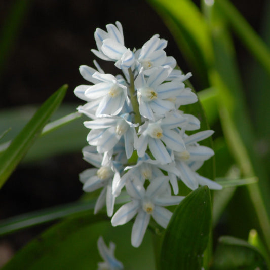 Puschkinia scilloides var. libanotica