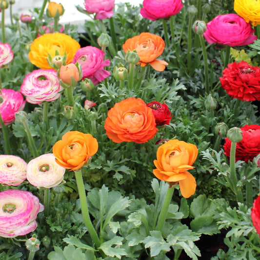 Ranunculus Aviv Mixture