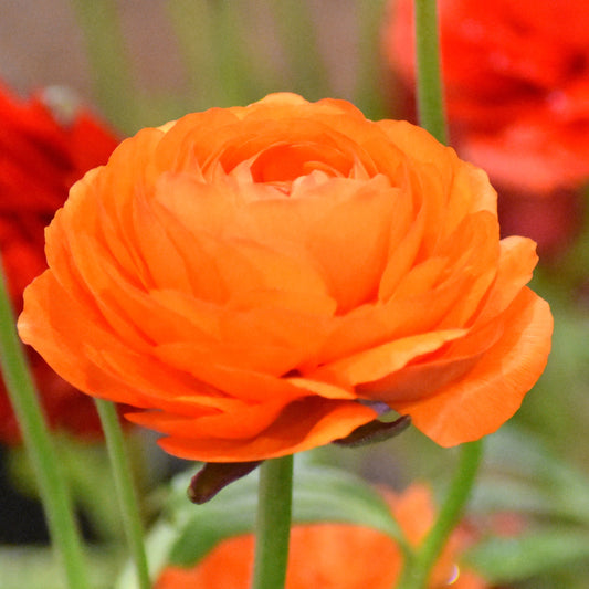 Ranunculus Aviv Orange