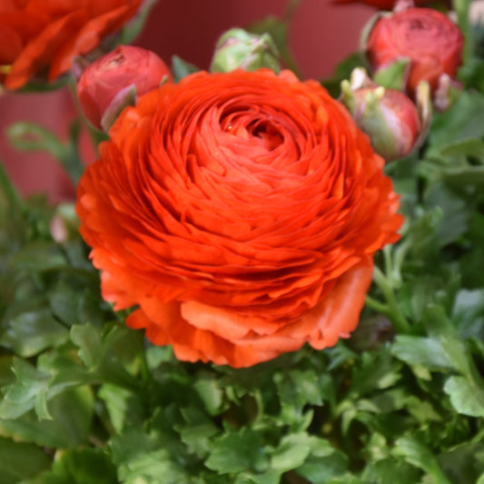 Ranunculus Aviv Red