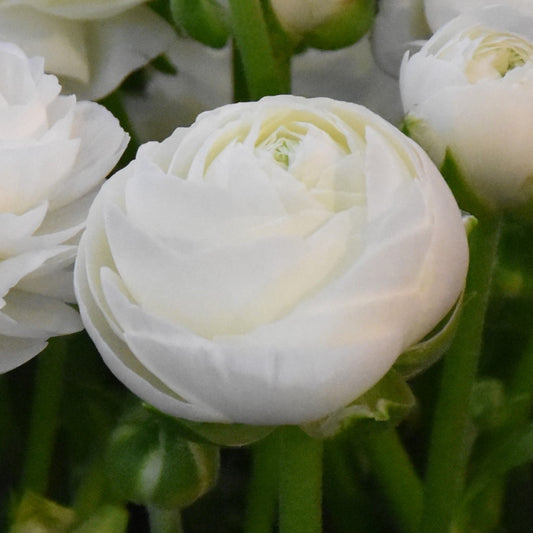 Ranunculus Aviv White