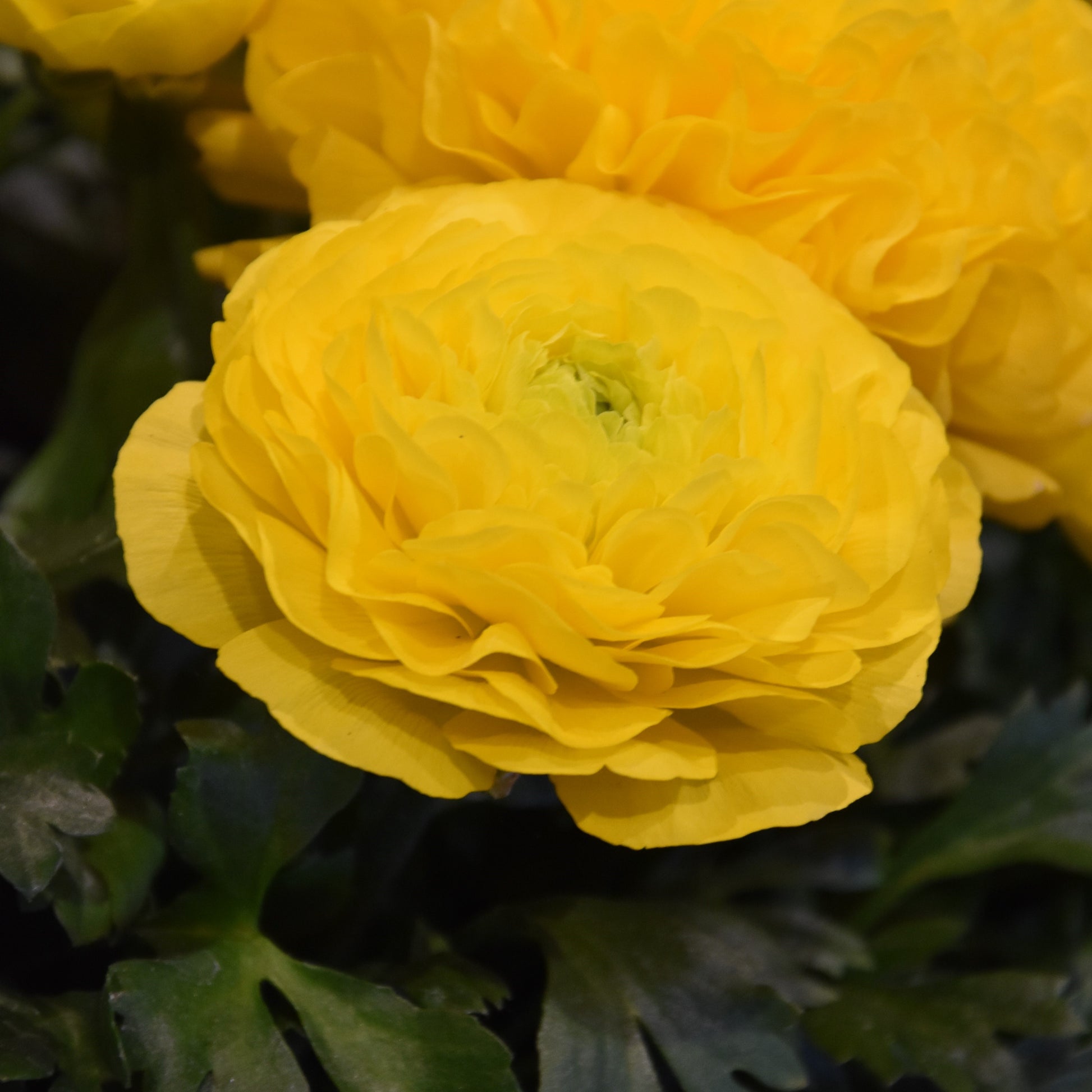 Ranunculus Aviv Yellow