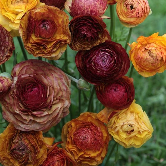 Ranunculus Picotee Cafe