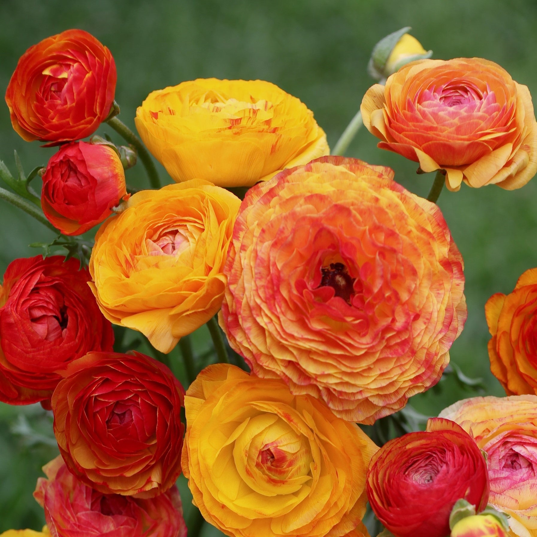 Ranunculus Picotee Orange