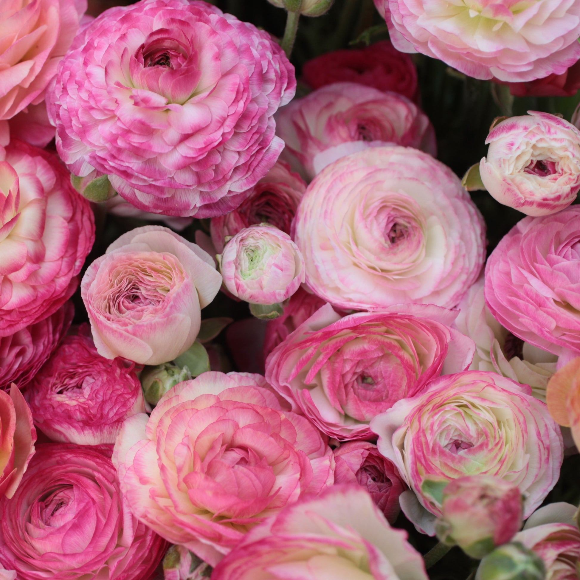 Ranunculus Picotee Rose