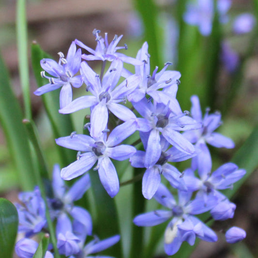 Scilla bifolia