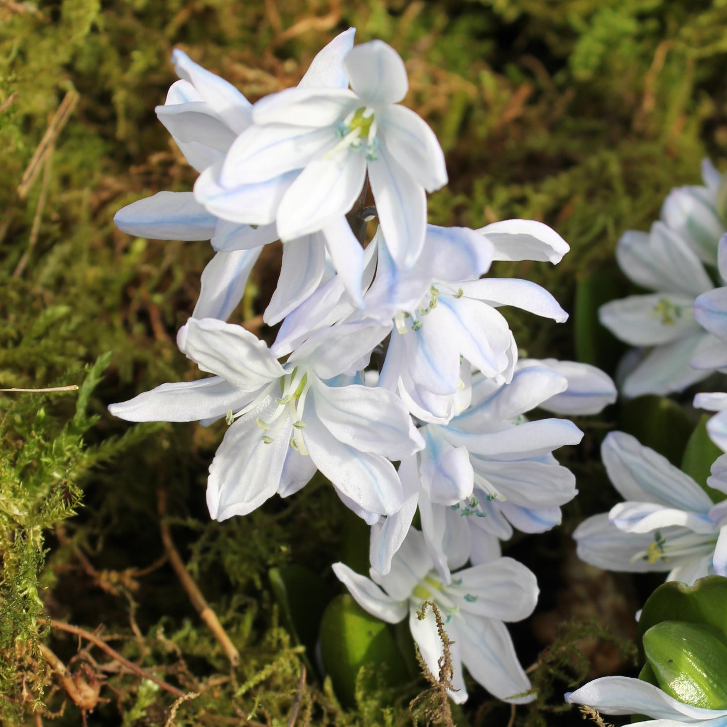 Scilla mischtschenkoana
