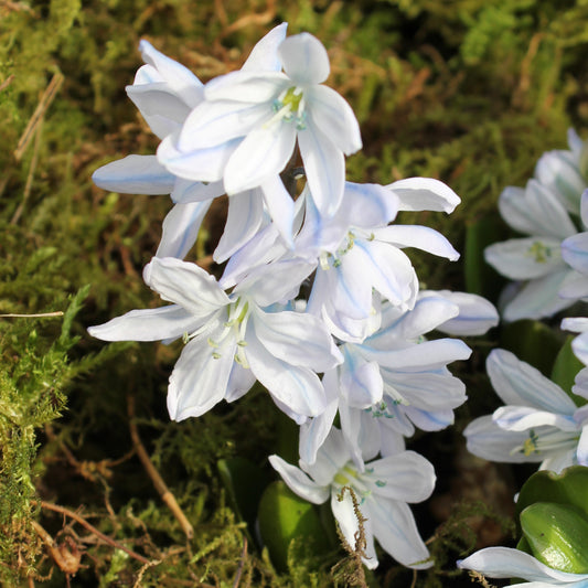 Scilla mischtschenkoana