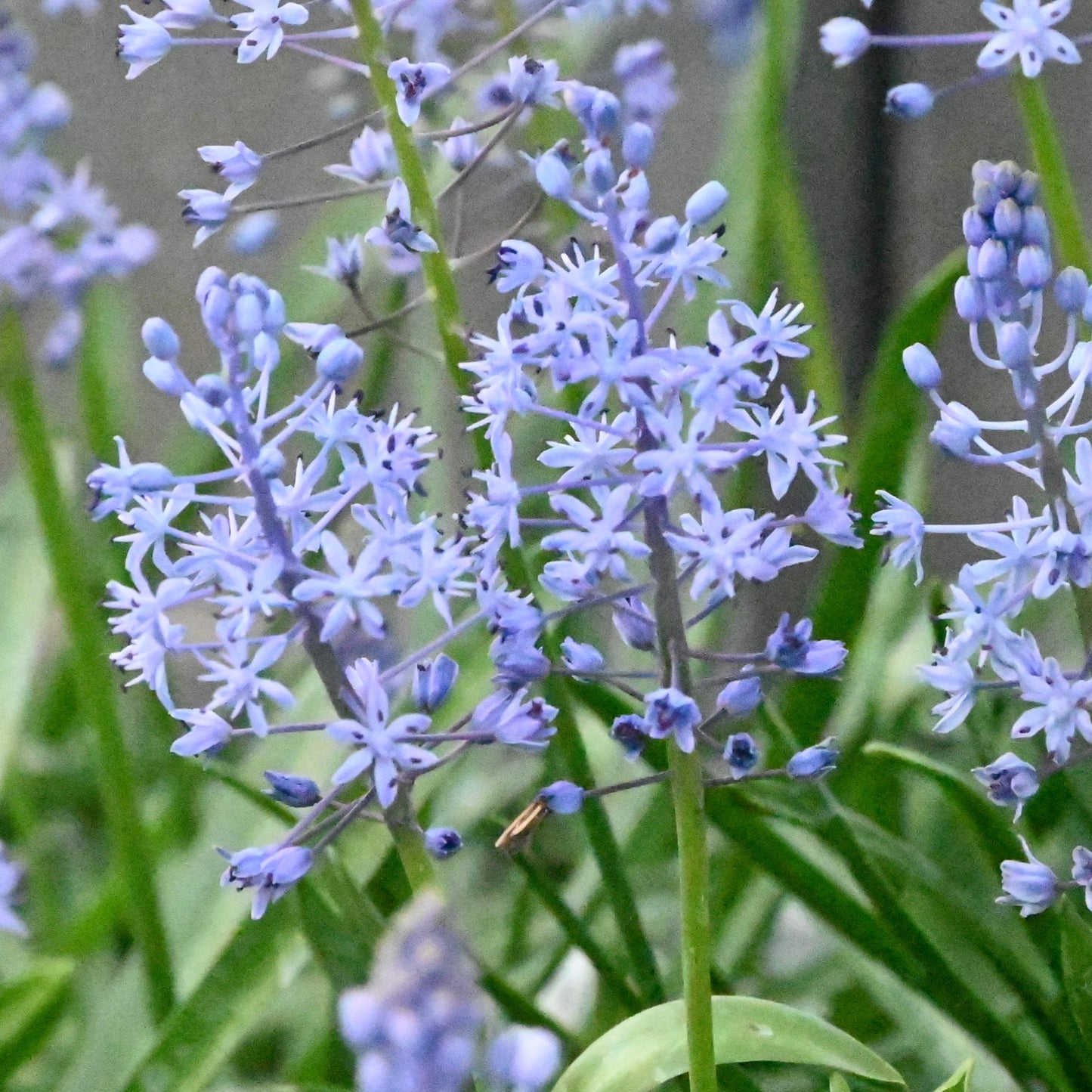 Scilla persica.