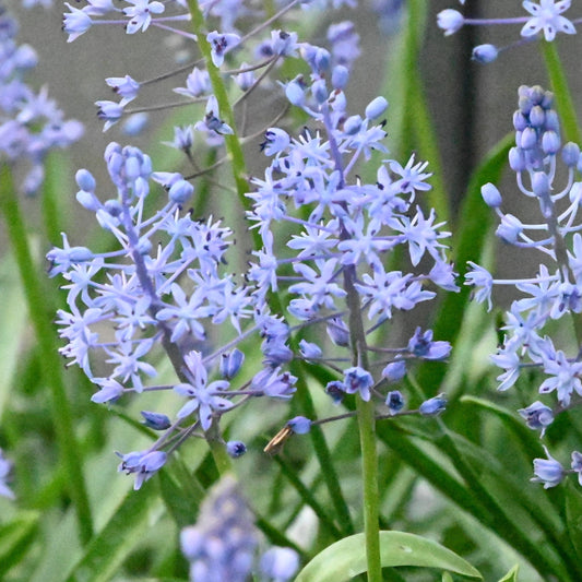 Scilla persica.
