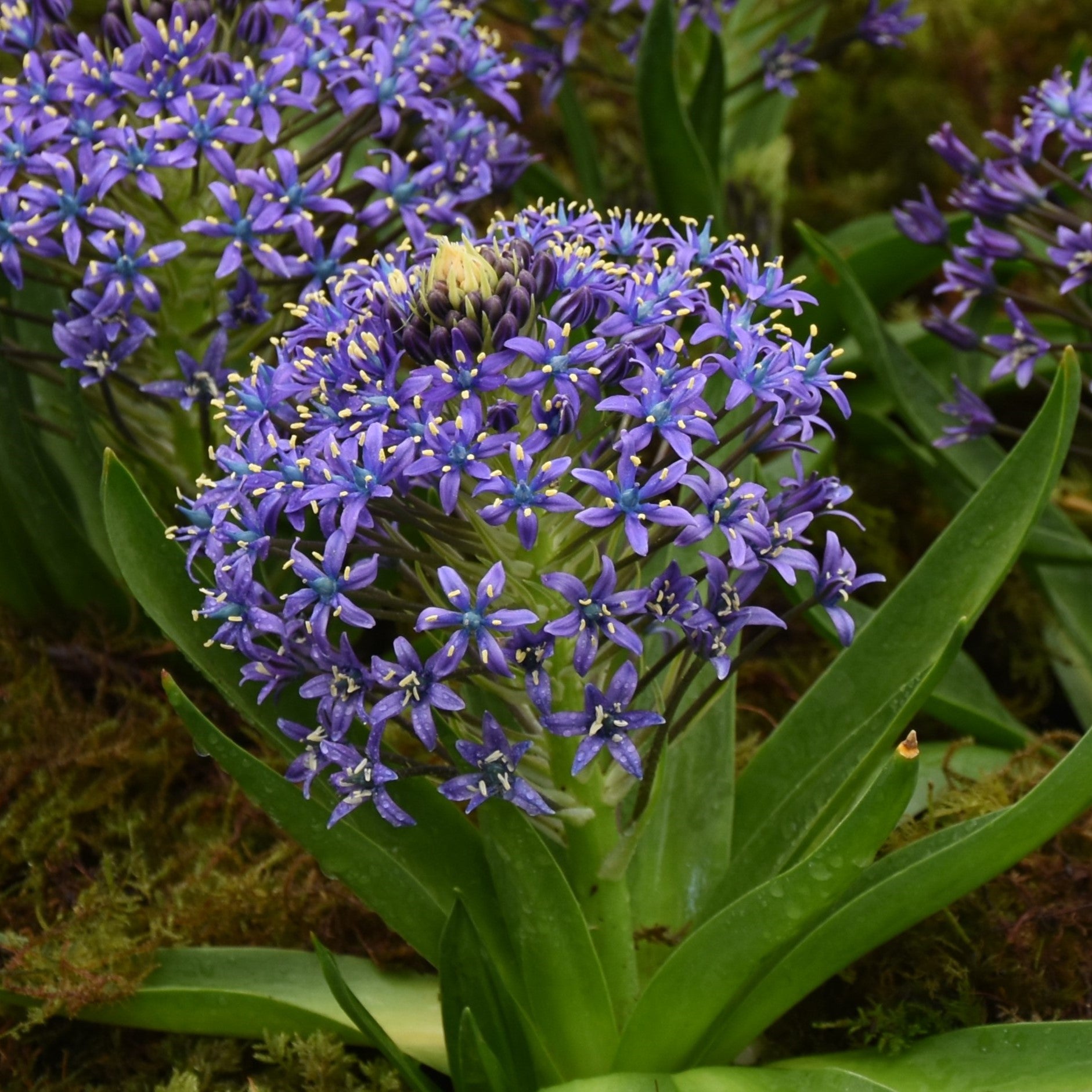 Scilla peruviana