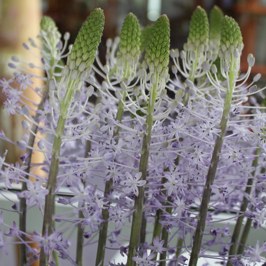 Scilla hyacinthoides 'Blue Arrow'