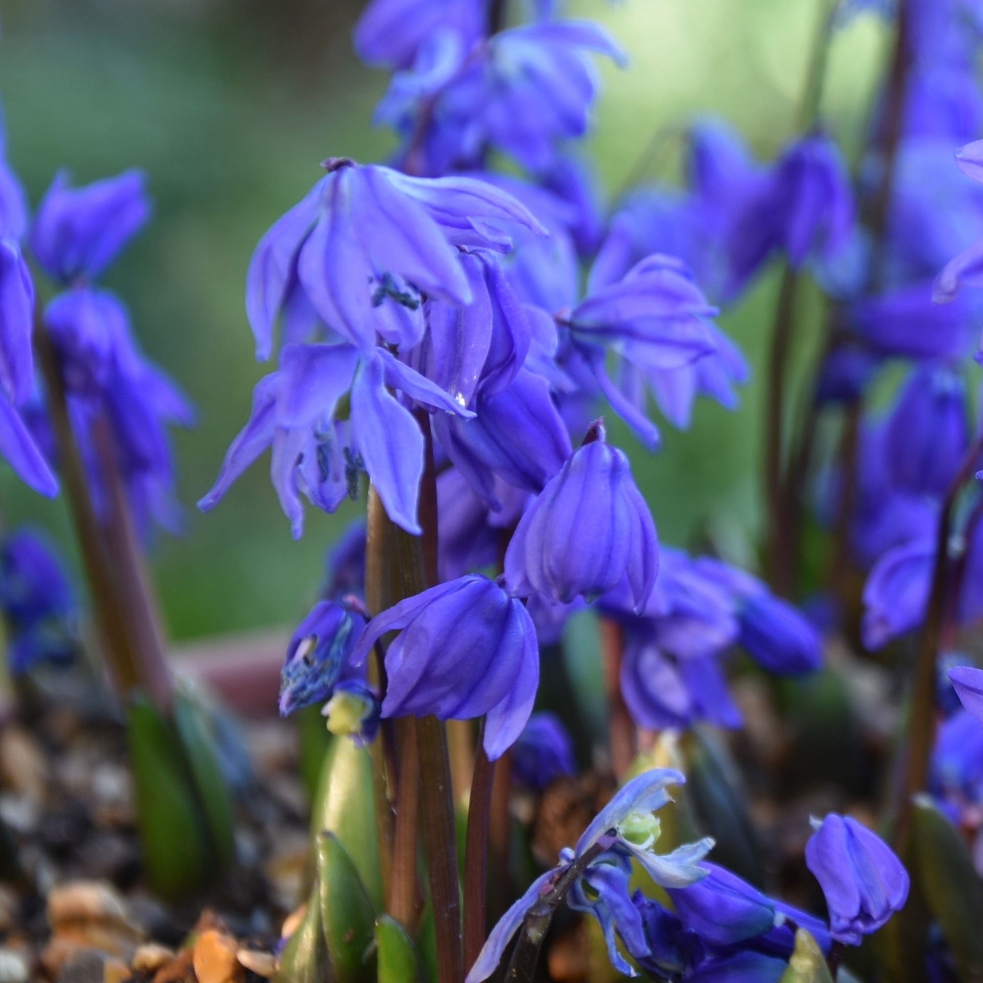 Scilla siberica