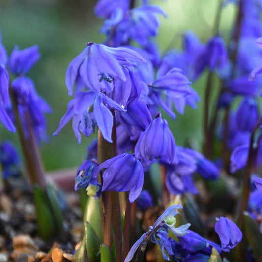 Scilla siberica