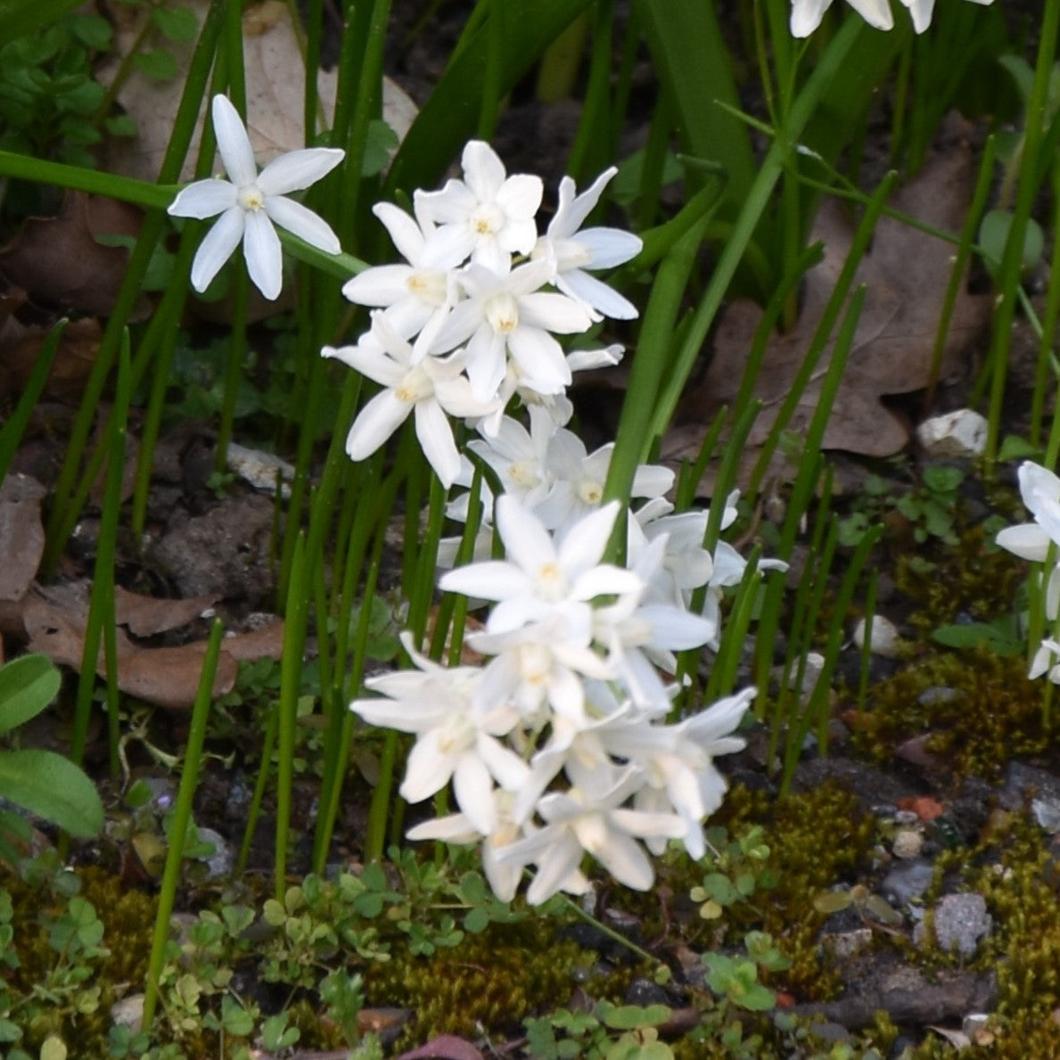 Scilla siberica Alba