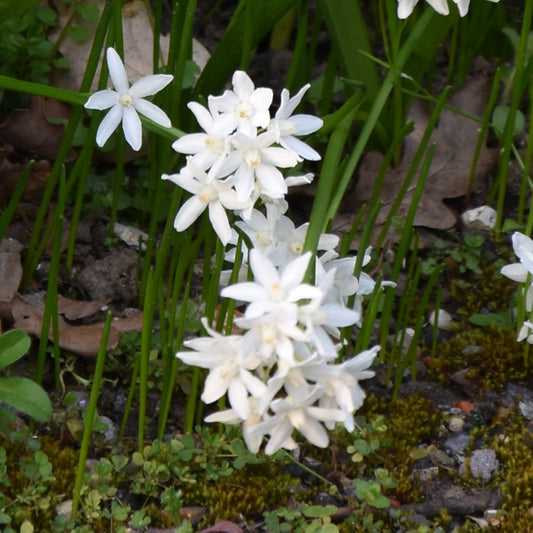 Scilla siberica Alba