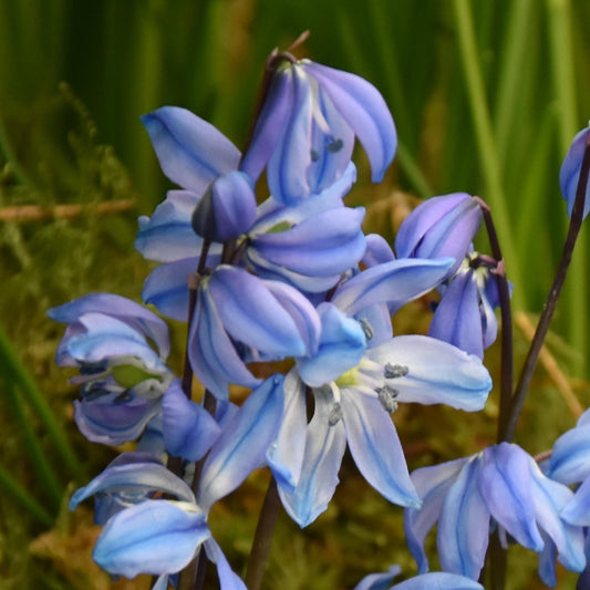 Scilla siberica 'Spring Beauty'