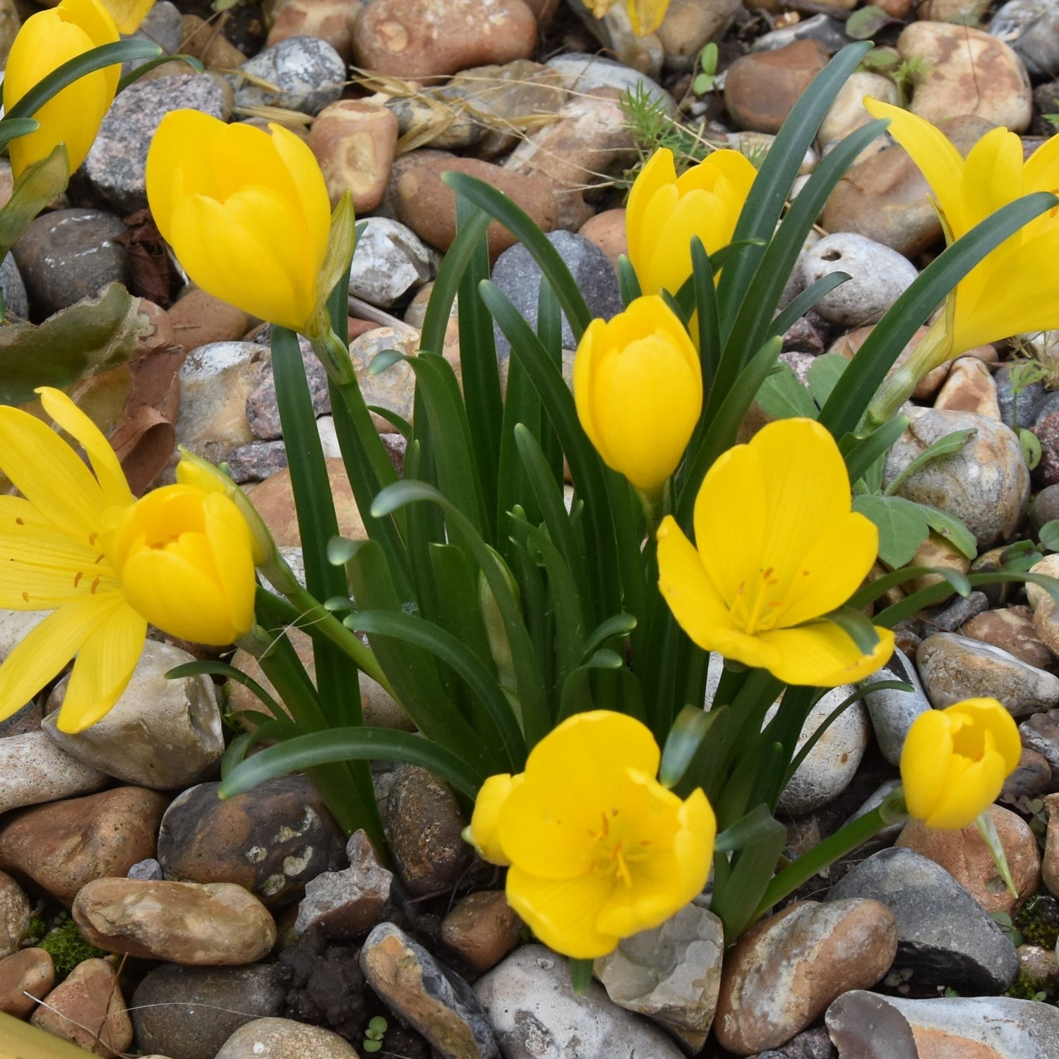 Sternbergia lutea