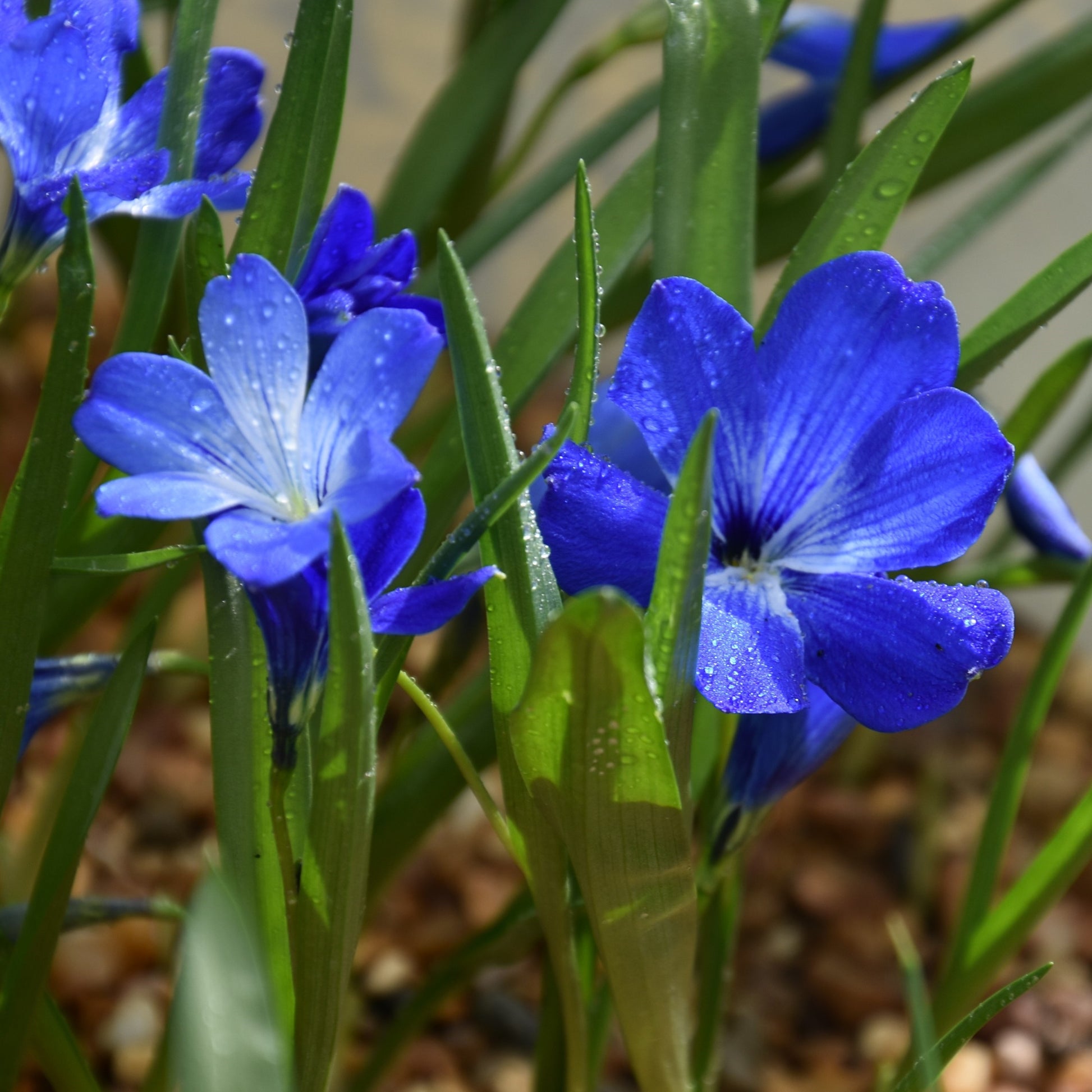 Tecophilaea cyanocrocus