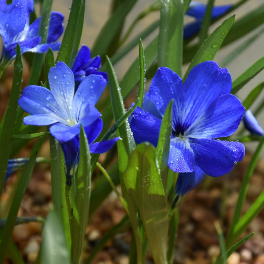 Tecophilaea cyanocrocus