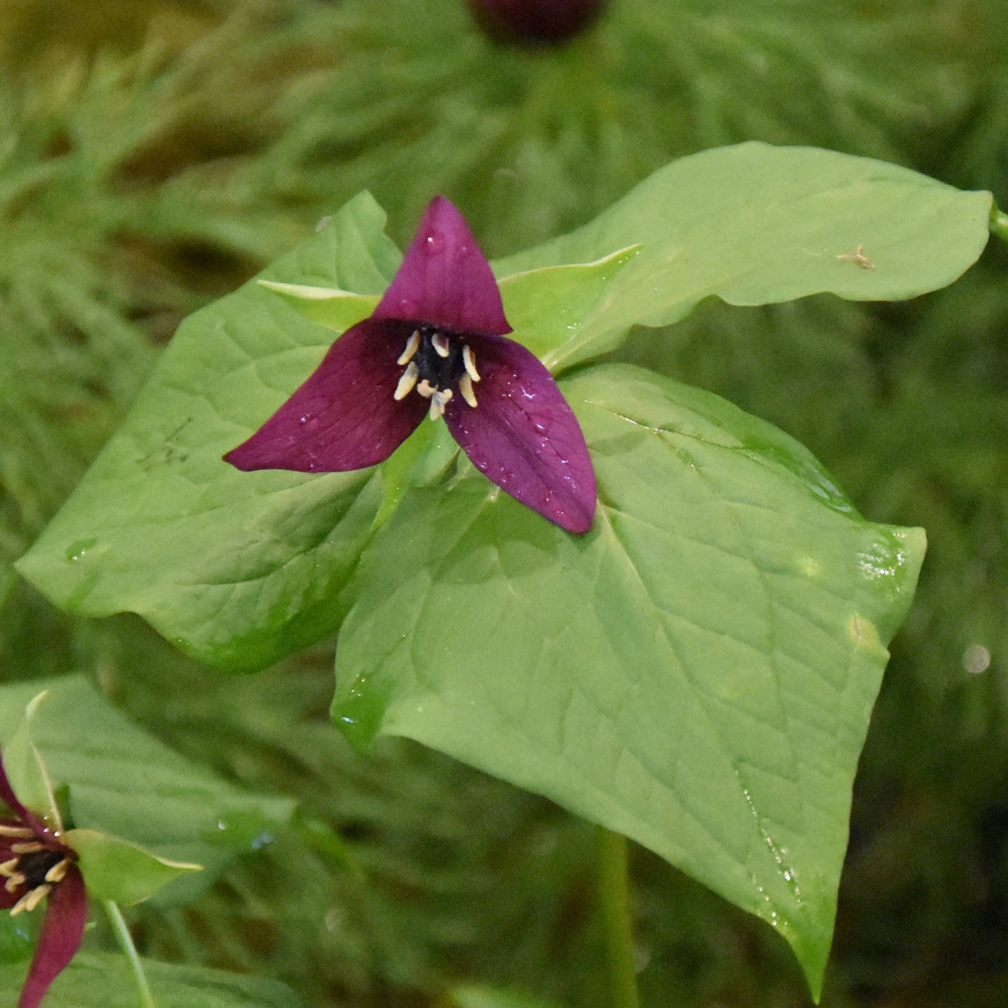 Trillium erectum