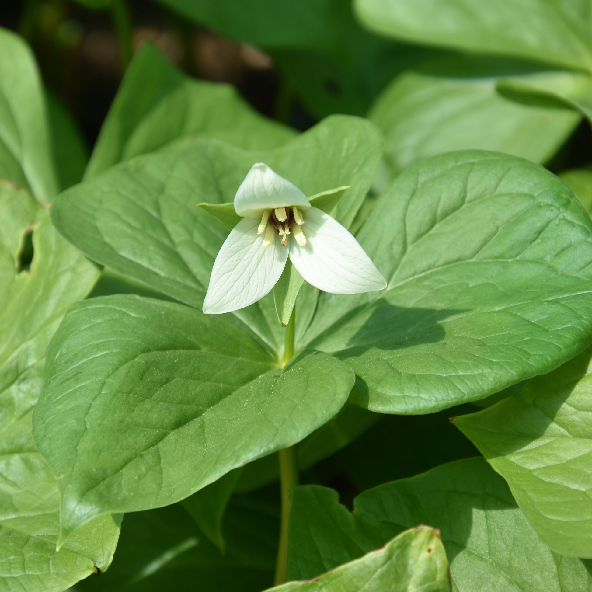 Trillium flexipes